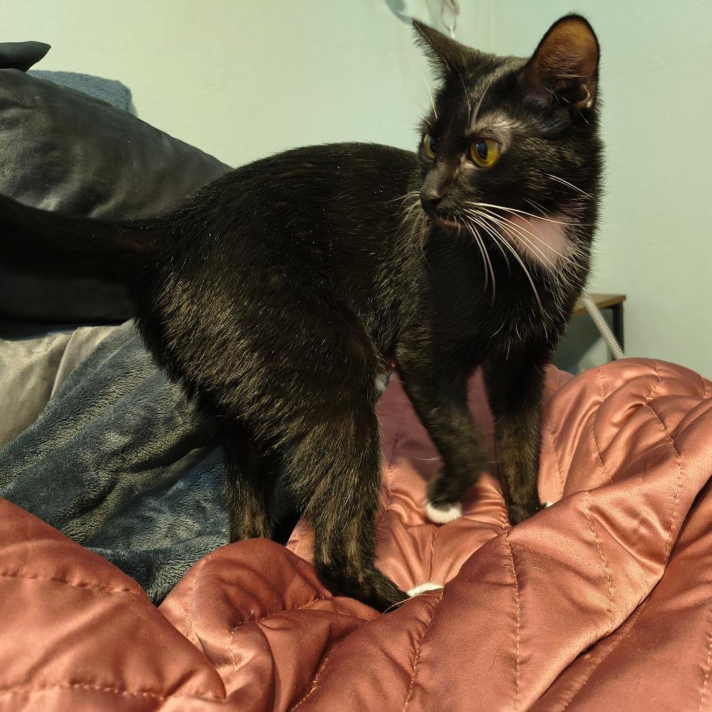 Ava, Adoptable, Adult Female Domestic Short Hair.