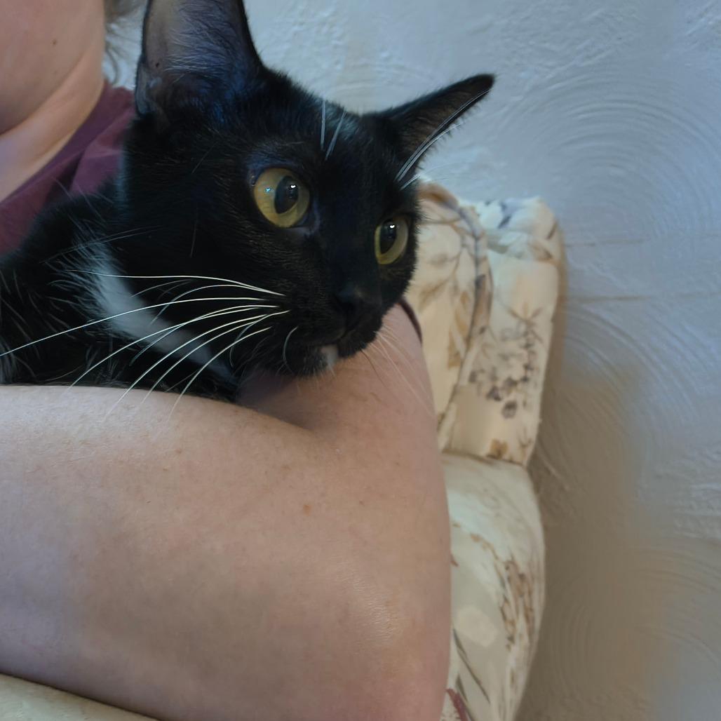 Enlarge Ava, a Adoptable Domestic Short Hair in Irwin, PA image 2/4