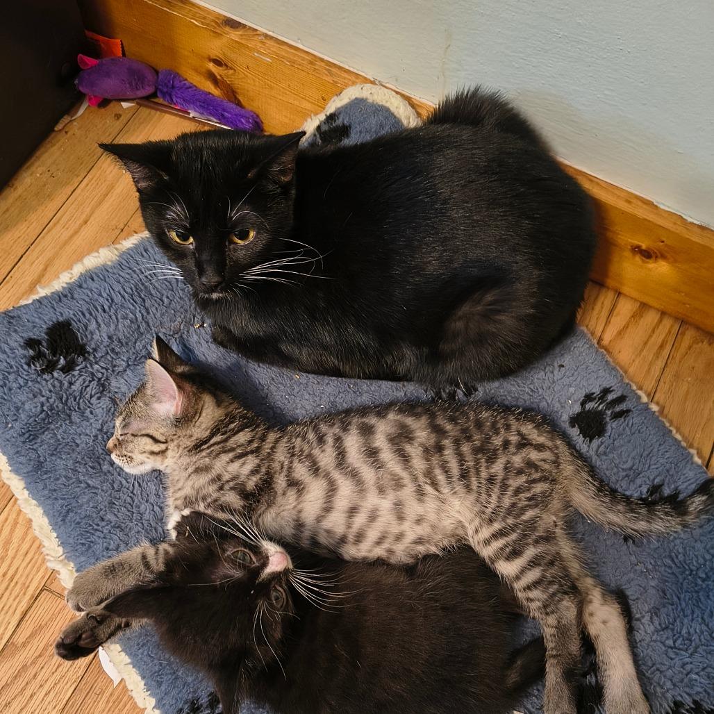 Enlarge Ava, a Adoptable Domestic Short Hair in Irwin, PA image 4/5