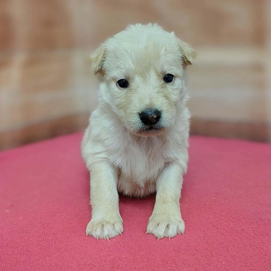 Hanna, Adoptable, Puppy Female Labrador Retriever & Mixed Breed.