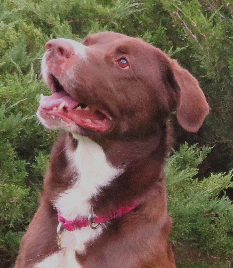 Enlarge Ace, a Adopted Chocolate Labrador Retriever in Estes Park, CO image 1/1