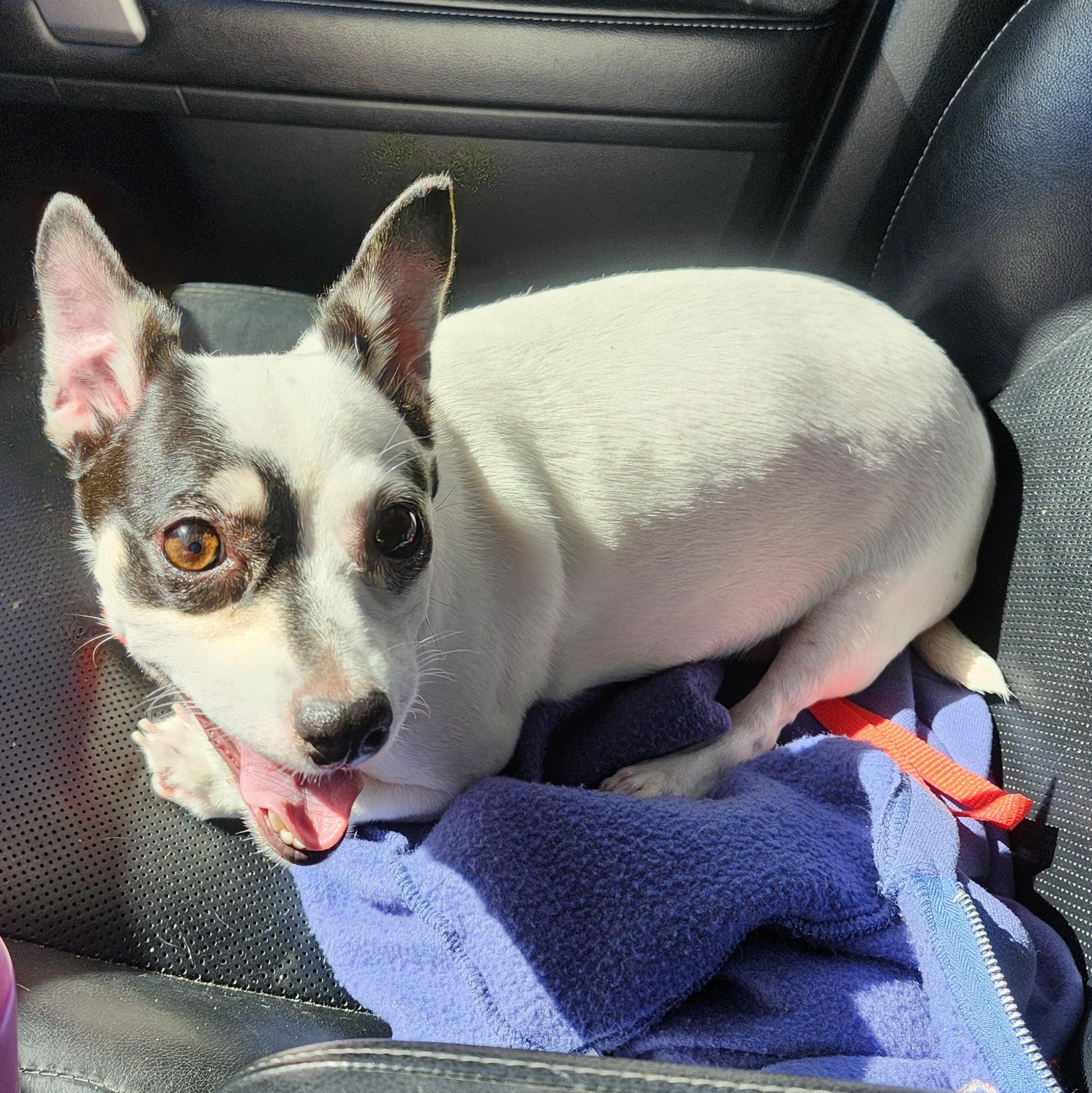 Sheilen, an adopted Chihuahua in Wolcott, CT image 4/5