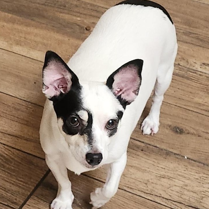 Sheilen, an adopted Chihuahua in Wolcott, CT image 3/5