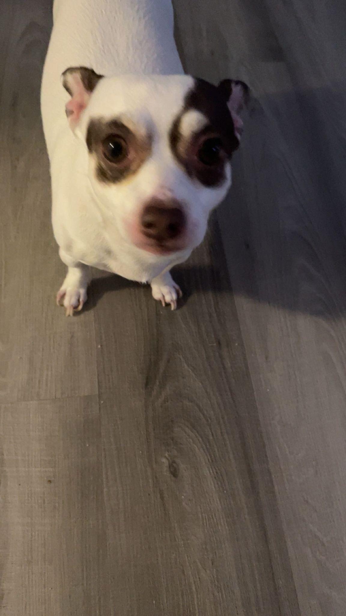 Sheilen, an adopted Chihuahua in Wolcott, CT image 5/5