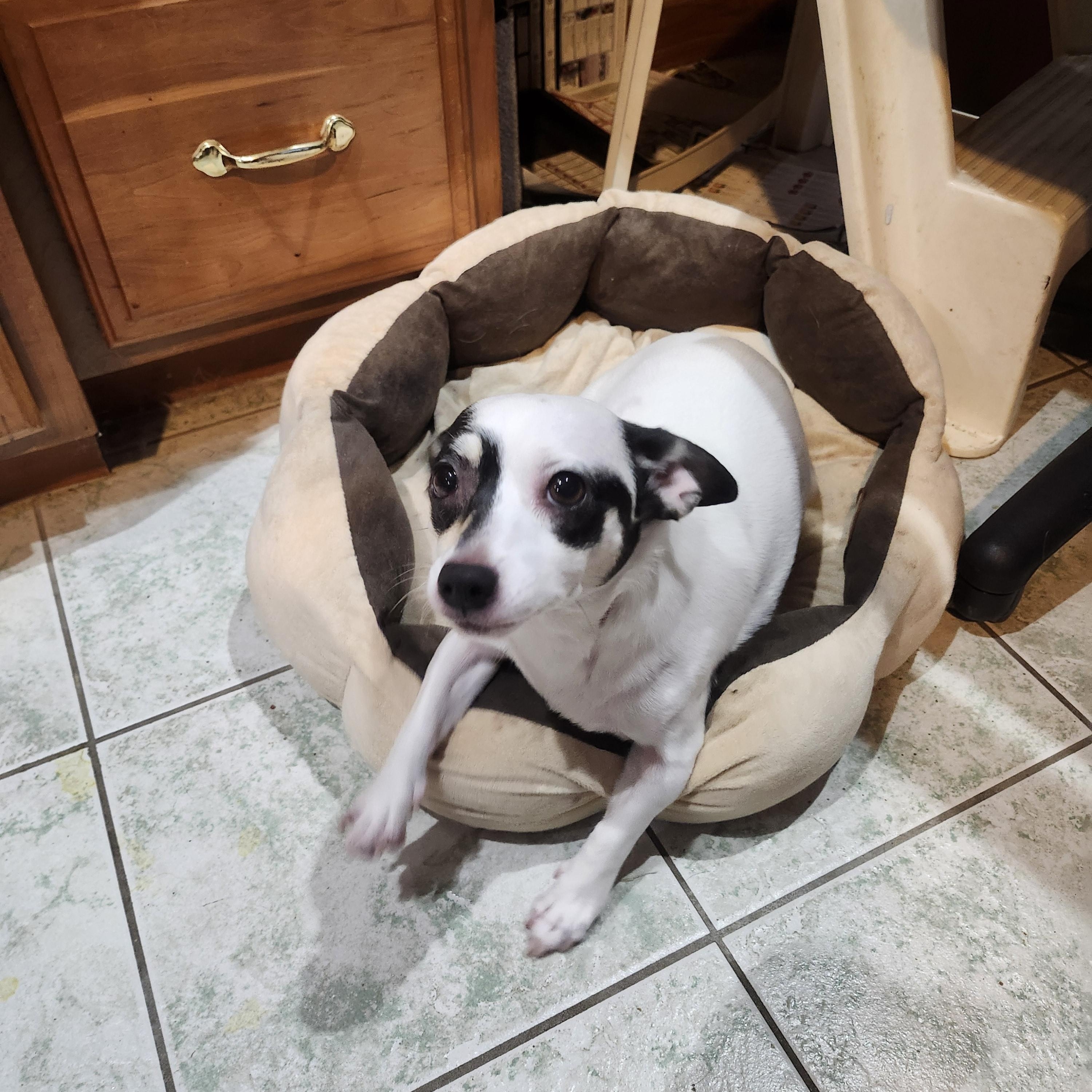 Sheilen, adopted, Young Female Chihuahua.