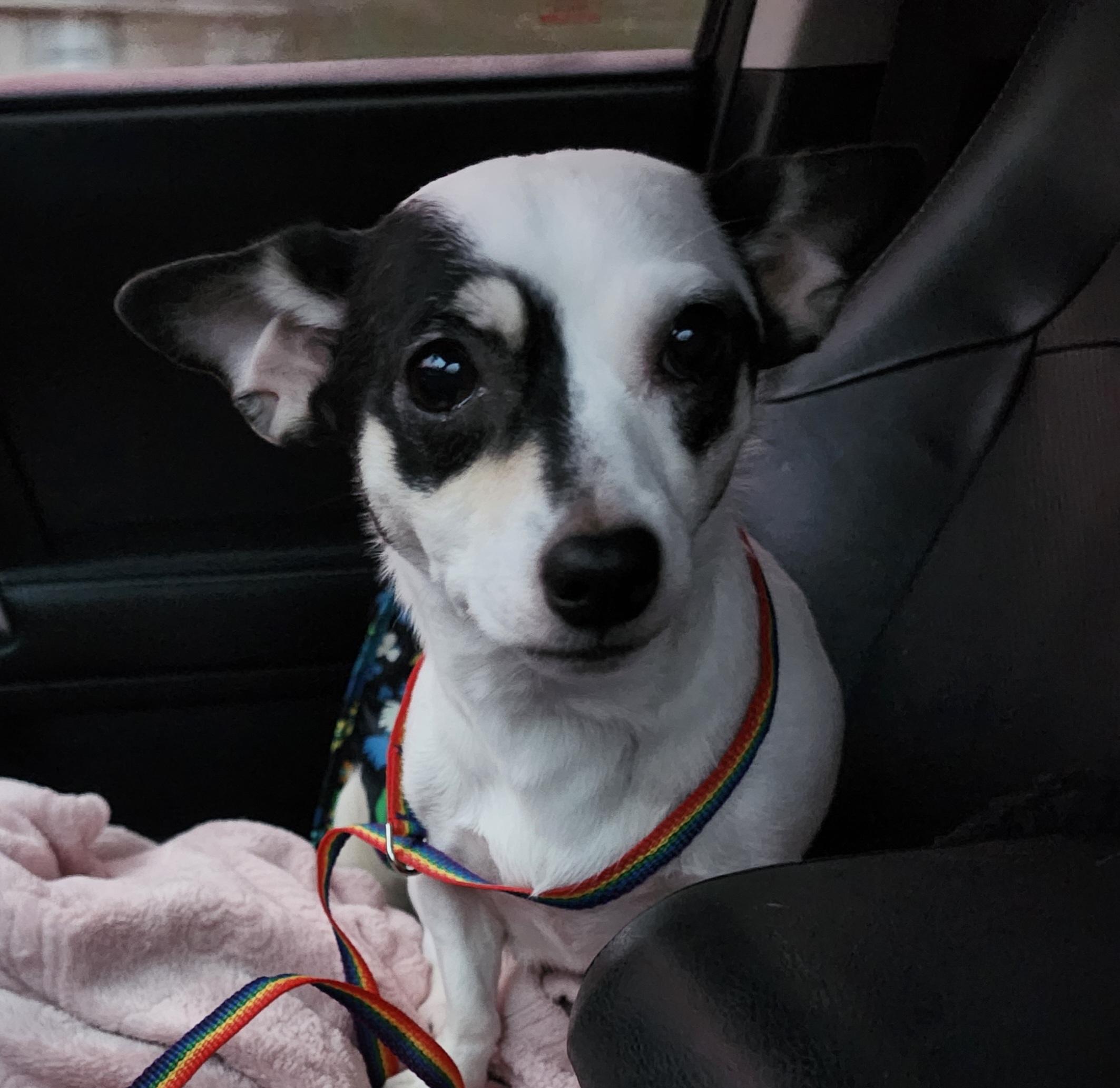 Sheilen, an adopted Chihuahua in Wolcott, CT image 1/5