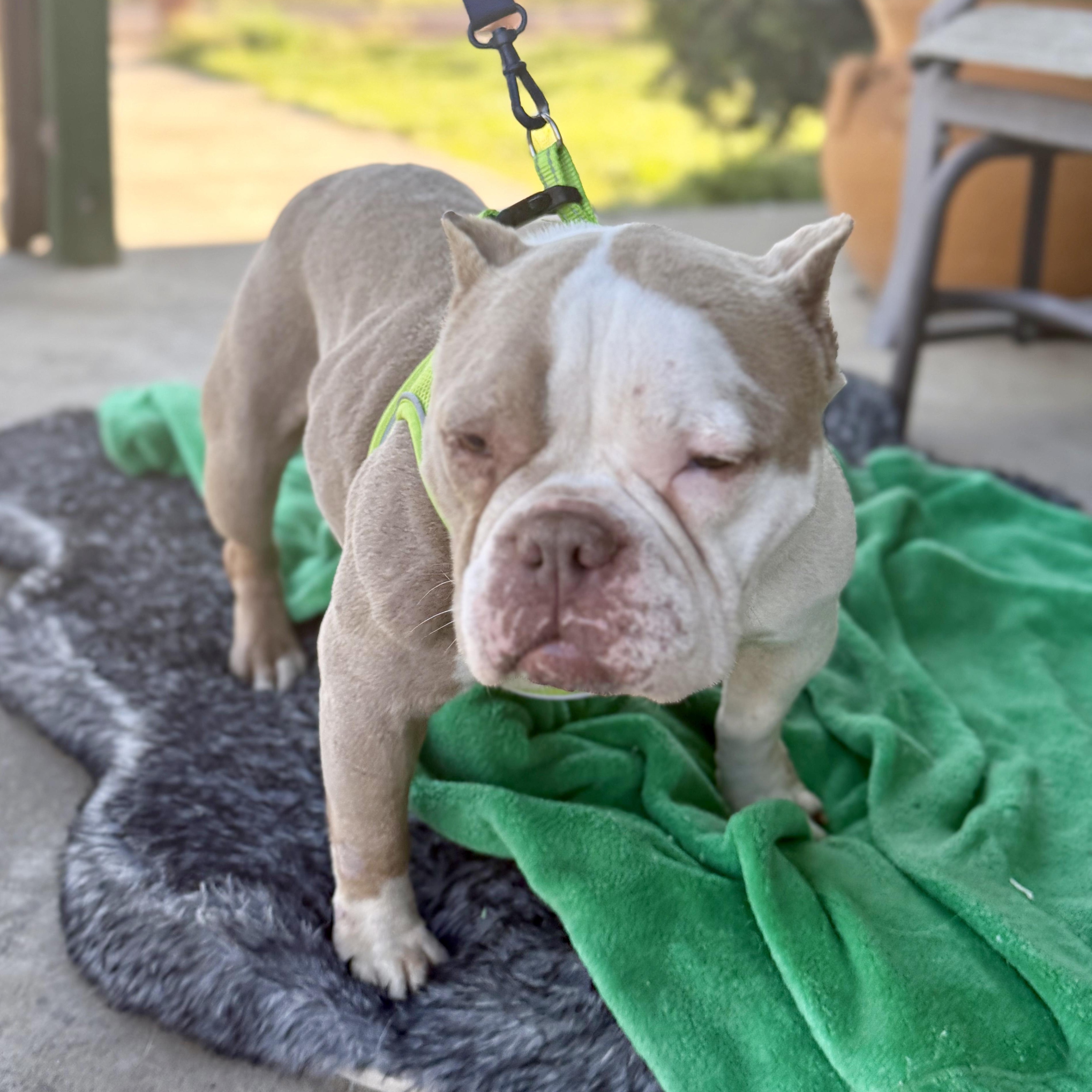 Enlarge Penelope, a ADOPTABLE mixed breed in modesto, CA image 2/6