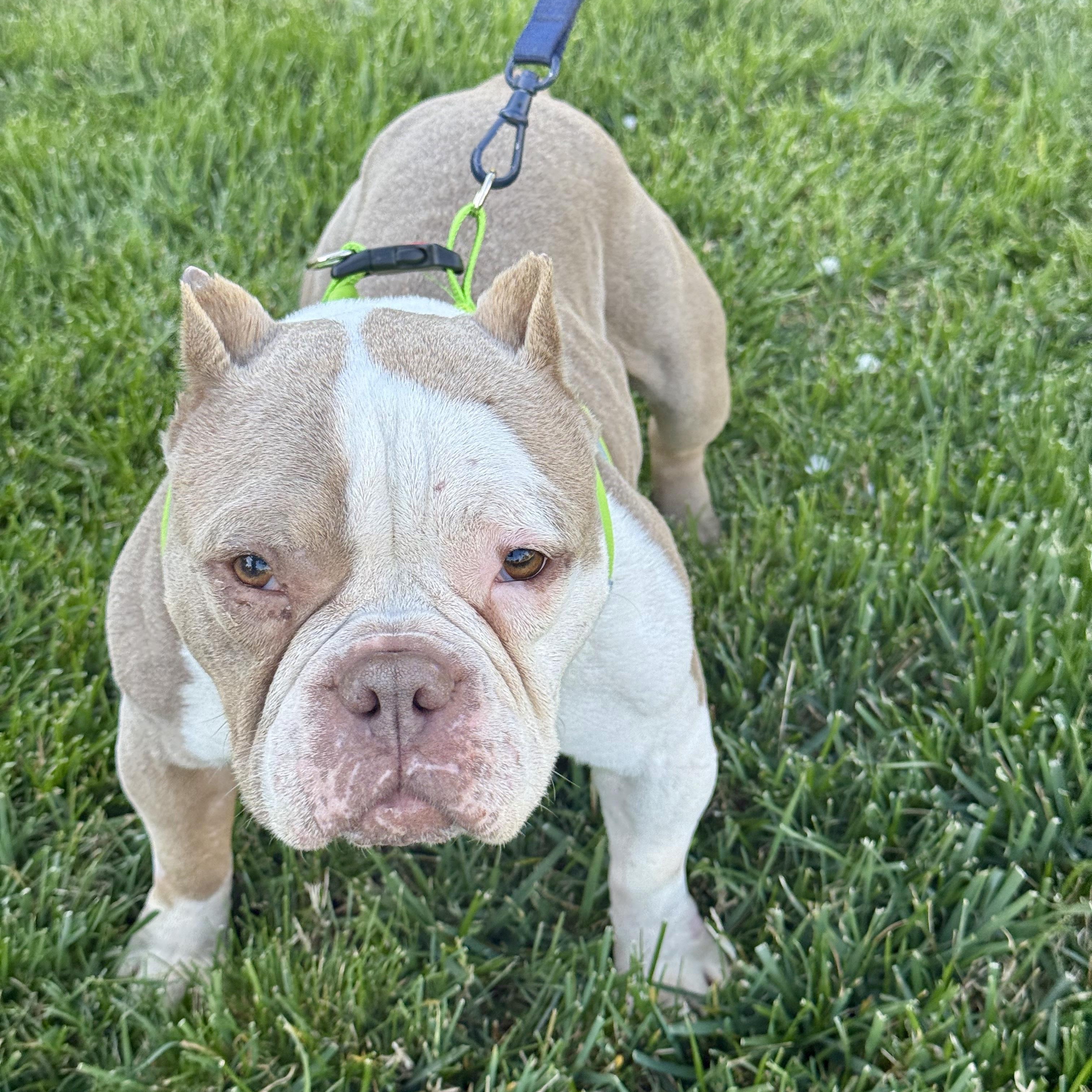Penelope, ADOPTABLE, Young Female English Bulldog & French Bulldog.