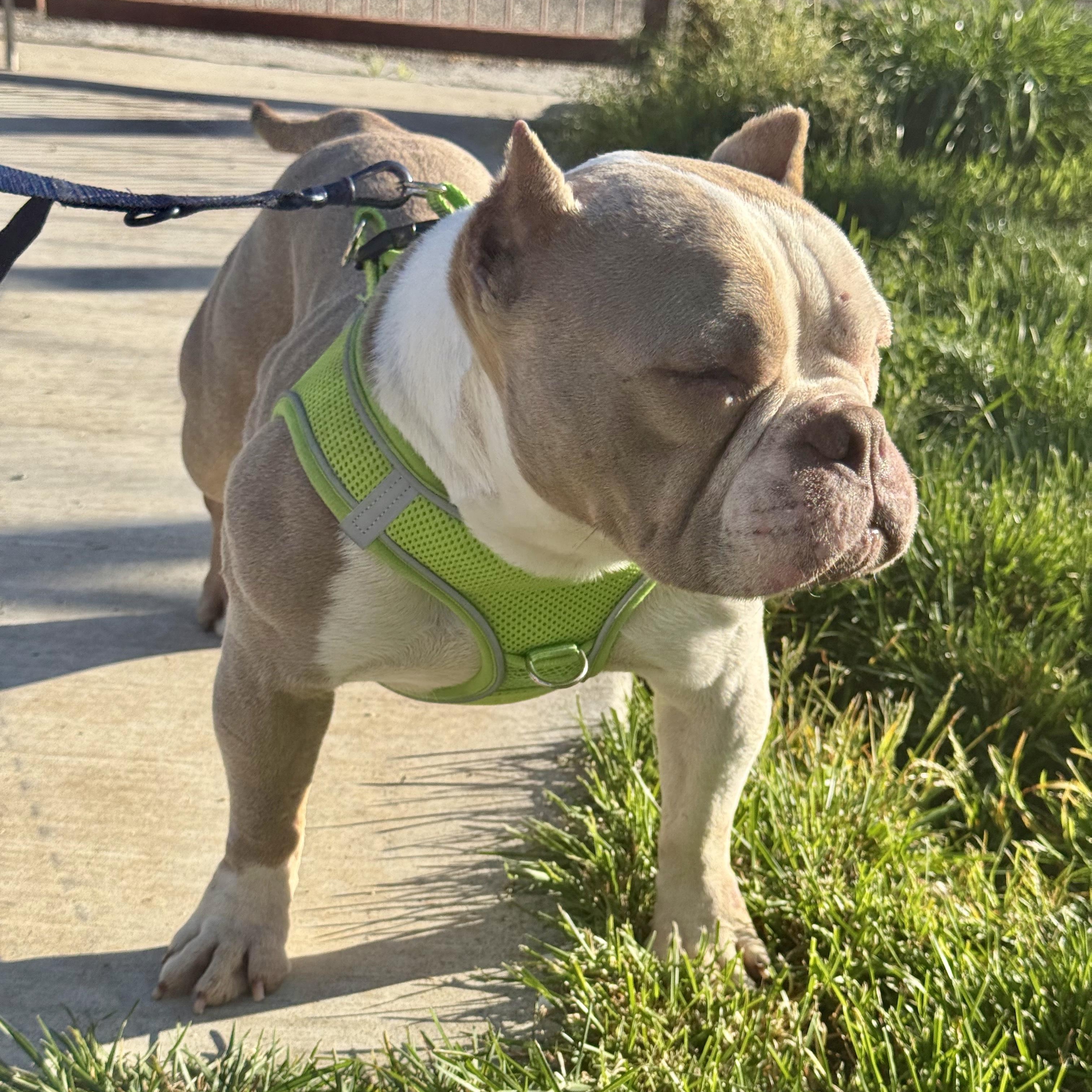 Enlarge Penelope, a ADOPTABLE mixed breed in modesto, CA image 5/6