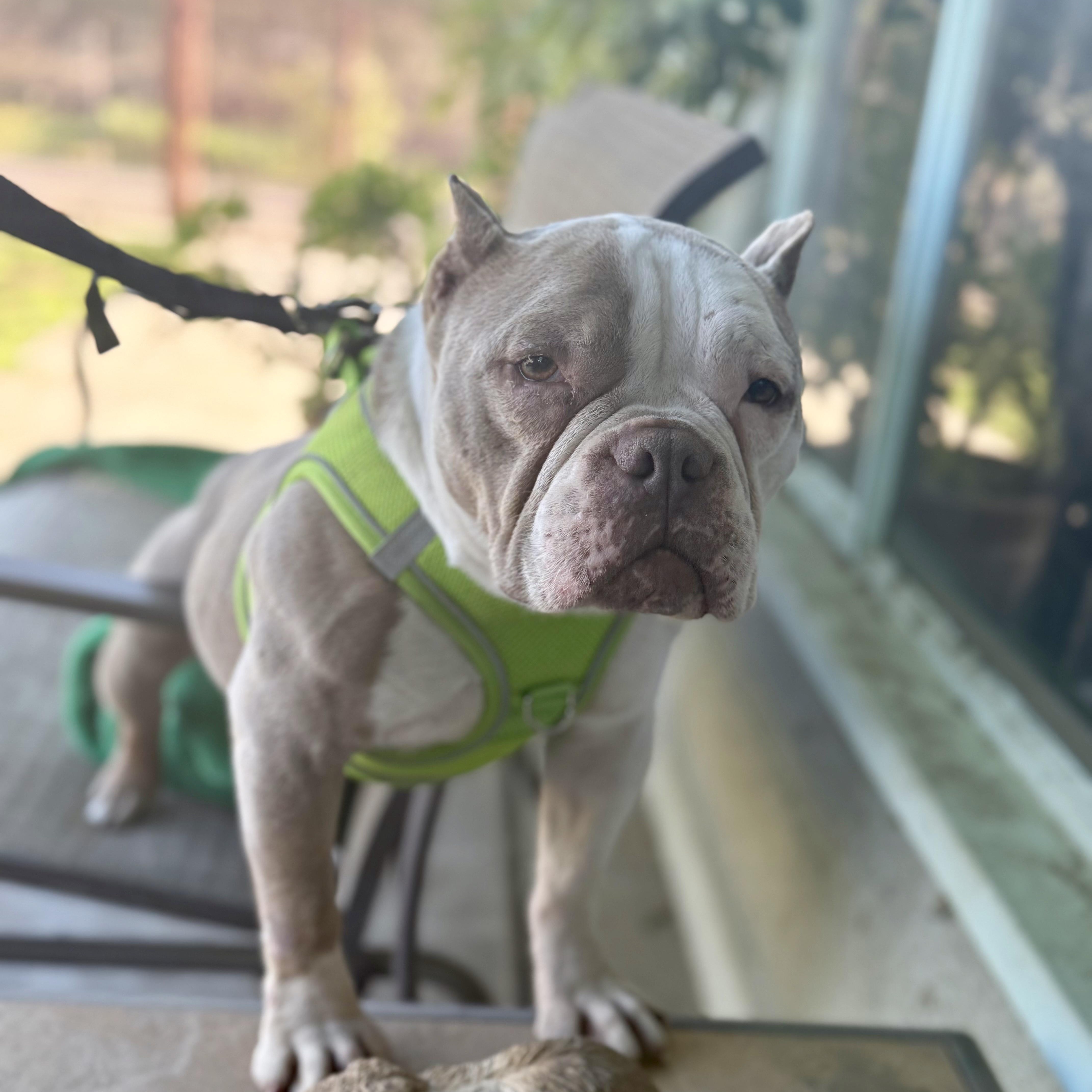 Enlarge Penelope, a ADOPTABLE mixed breed in modesto, CA image 4/6