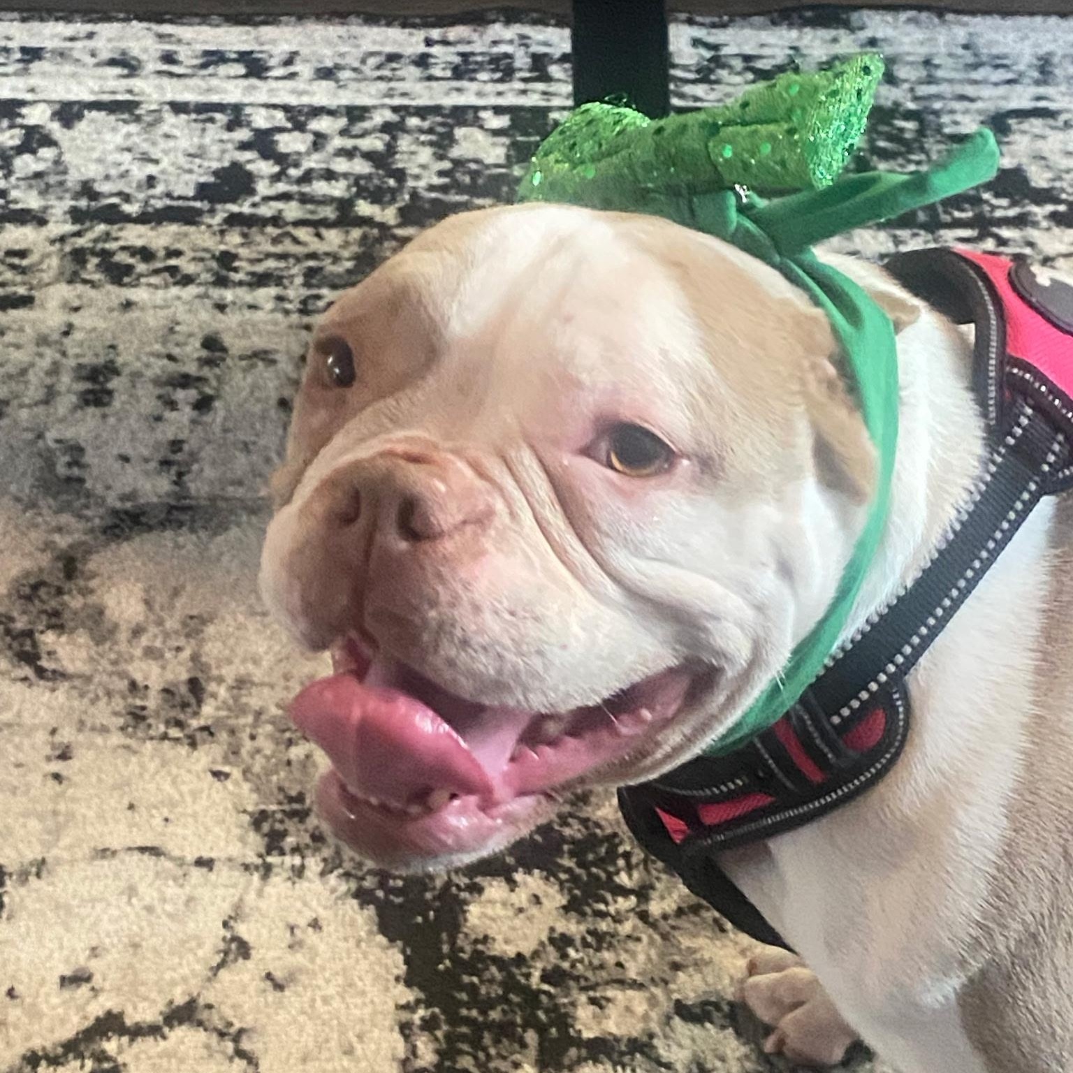 Enlarge Penelope, a ADOPTABLE mixed breed in modesto, CA image 6/6