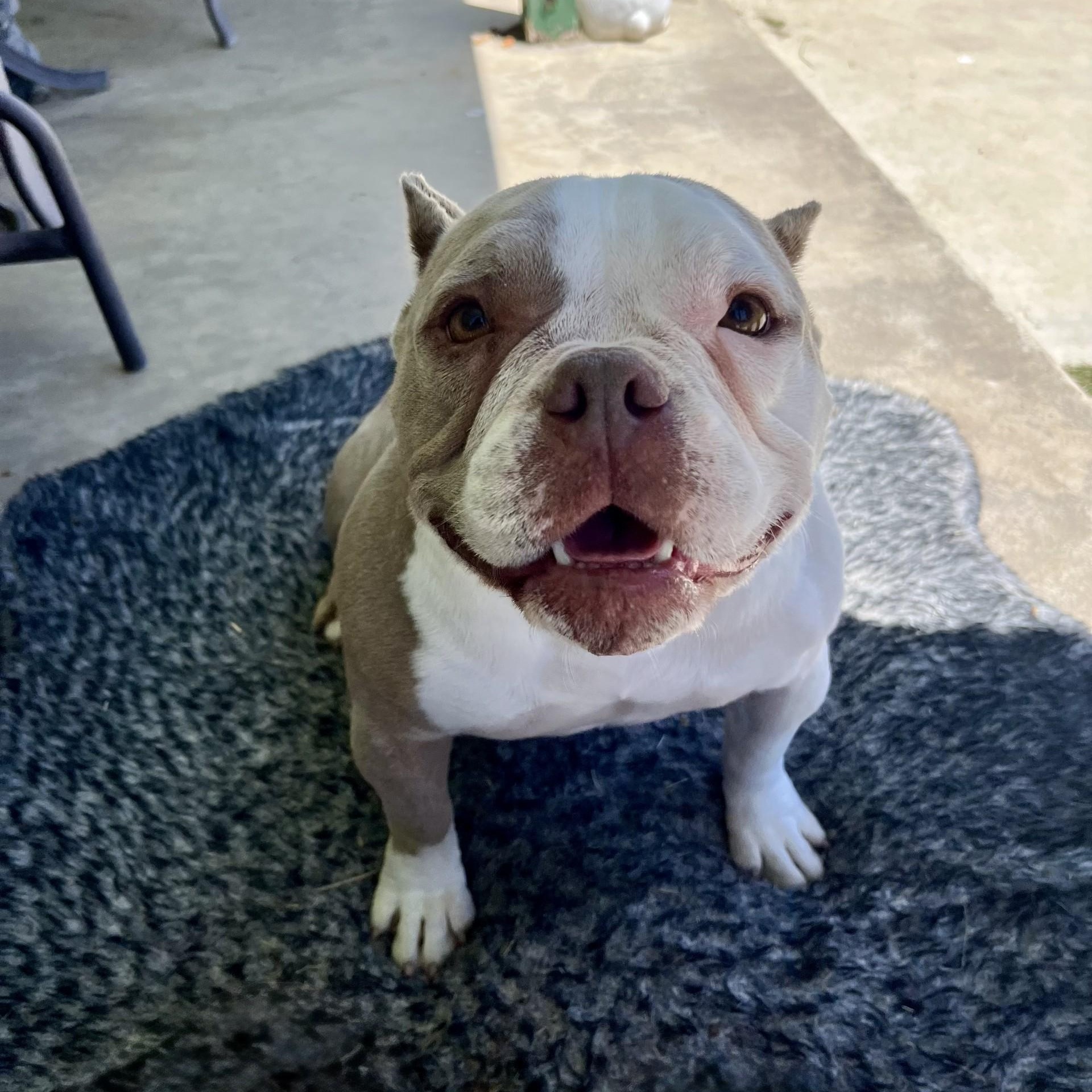 Penelope, a ADOPTABLE mixed breed in modesto, CA image 6/6
