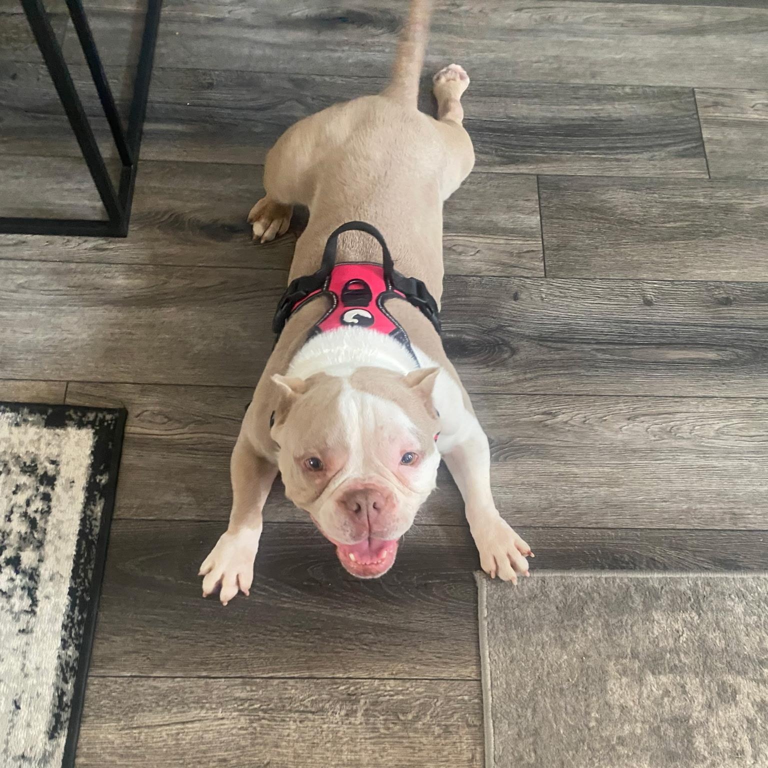 Enlarge Penelope, a ADOPTABLE mixed breed in modesto, CA image 4/6