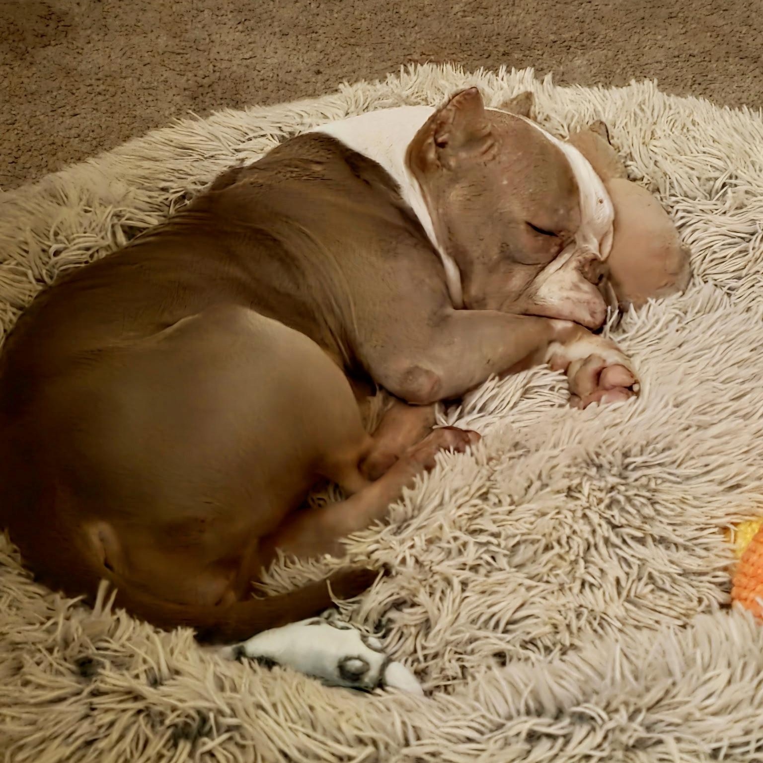 Enlarge Penelope, a ADOPTABLE mixed breed in modesto, CA image 2/6