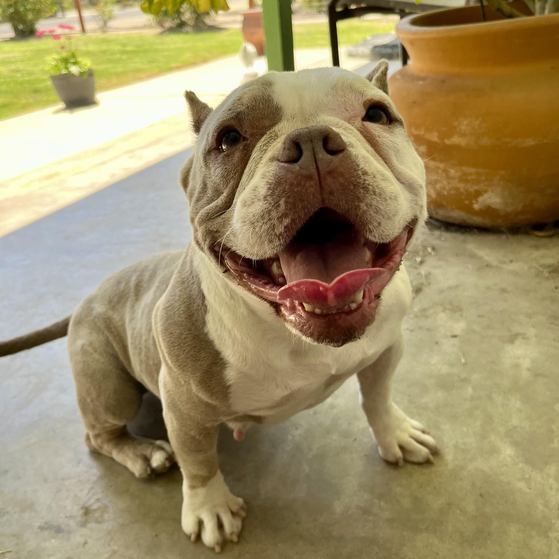 Penelope, a ADOPTABLE mixed breed in modesto, CA image 1/6