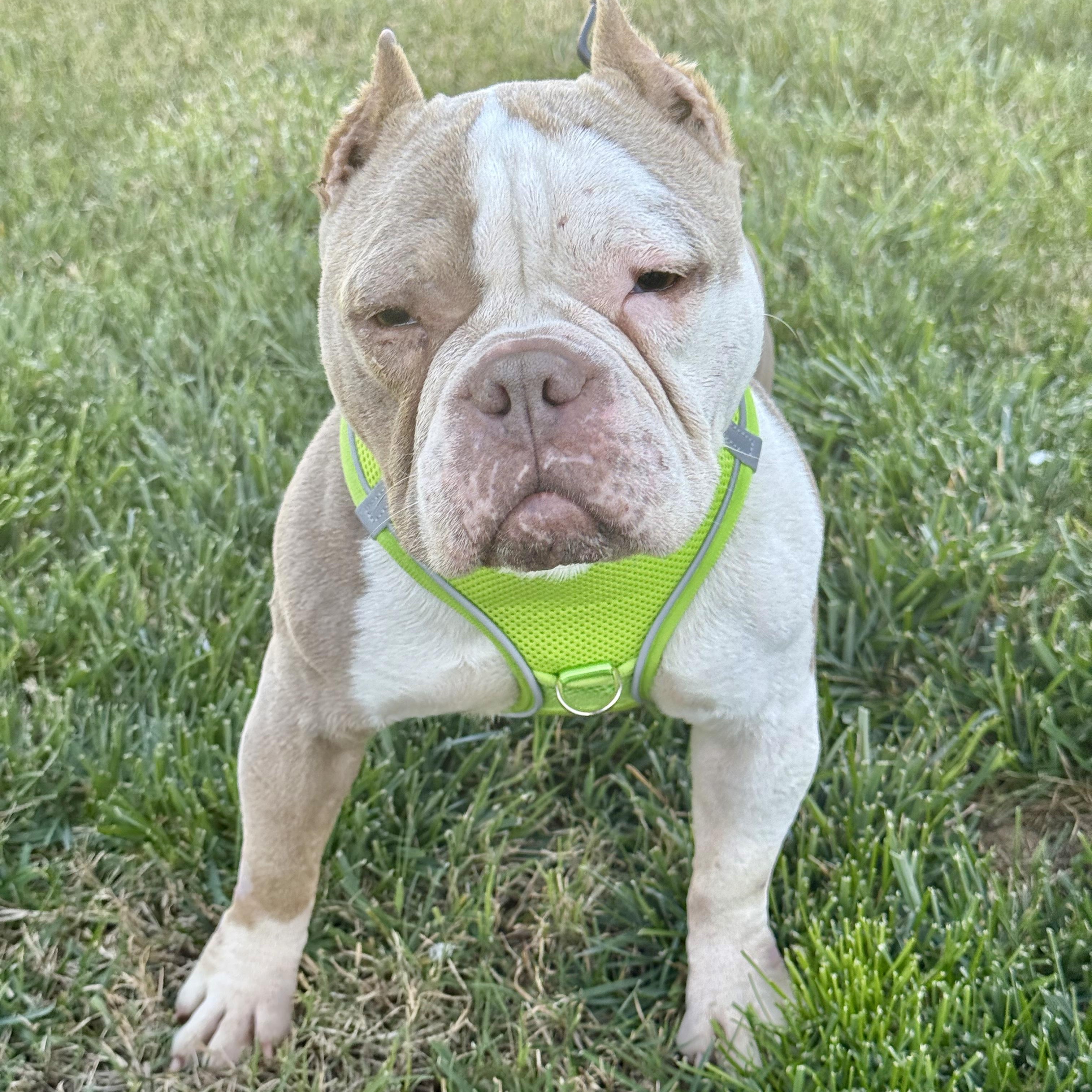 Enlarge Penelope, a ADOPTABLE mixed breed in modesto, CA image 3/6