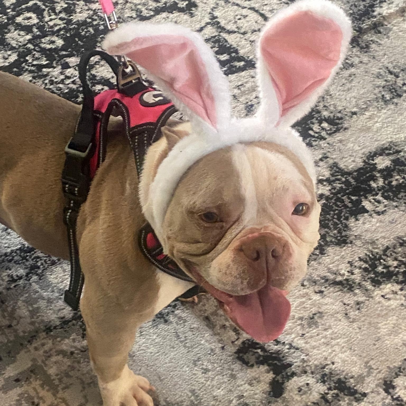 Penelope, ADOPTABLE, Young Female English Bulldog & French Bulldog.