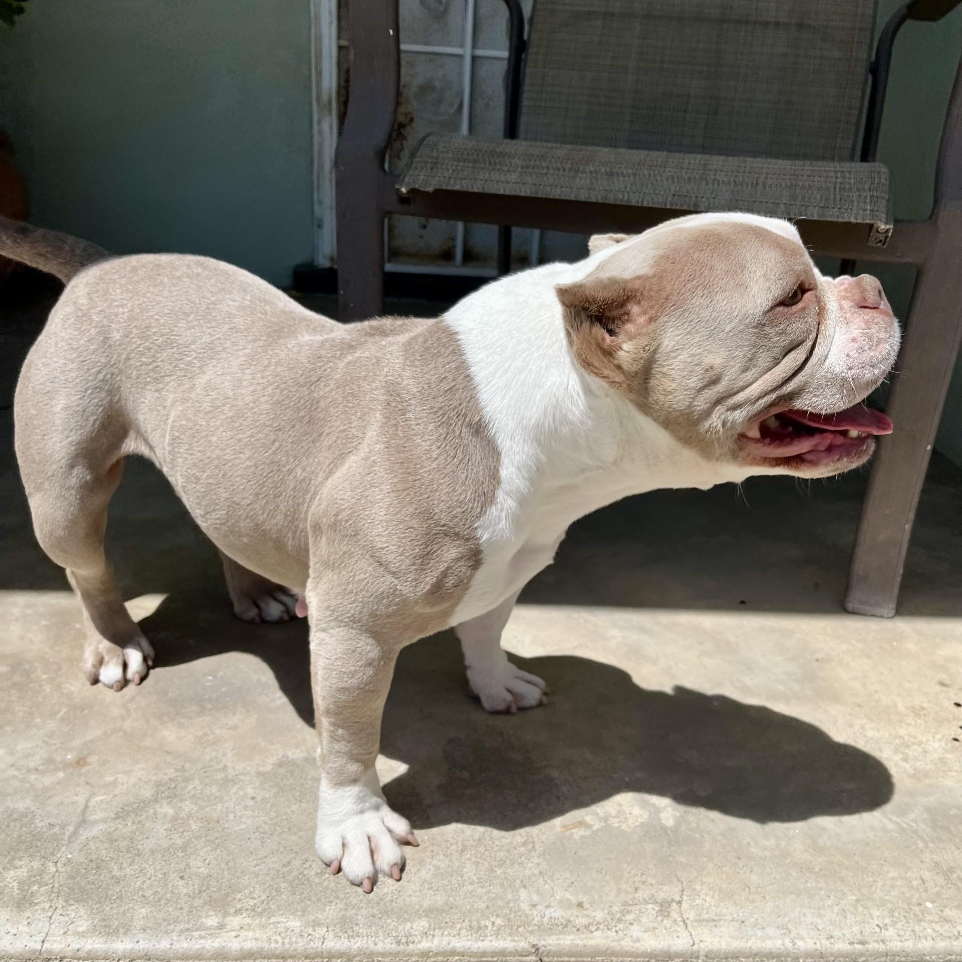 Penelope, a ADOPTABLE mixed breed in modesto, CA image 5/6