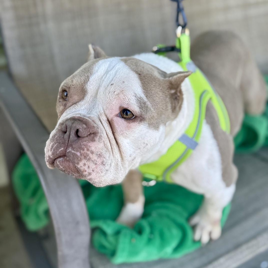 Enlarge Penelope, a ADOPTABLE mixed breed in modesto, CA image 6/6