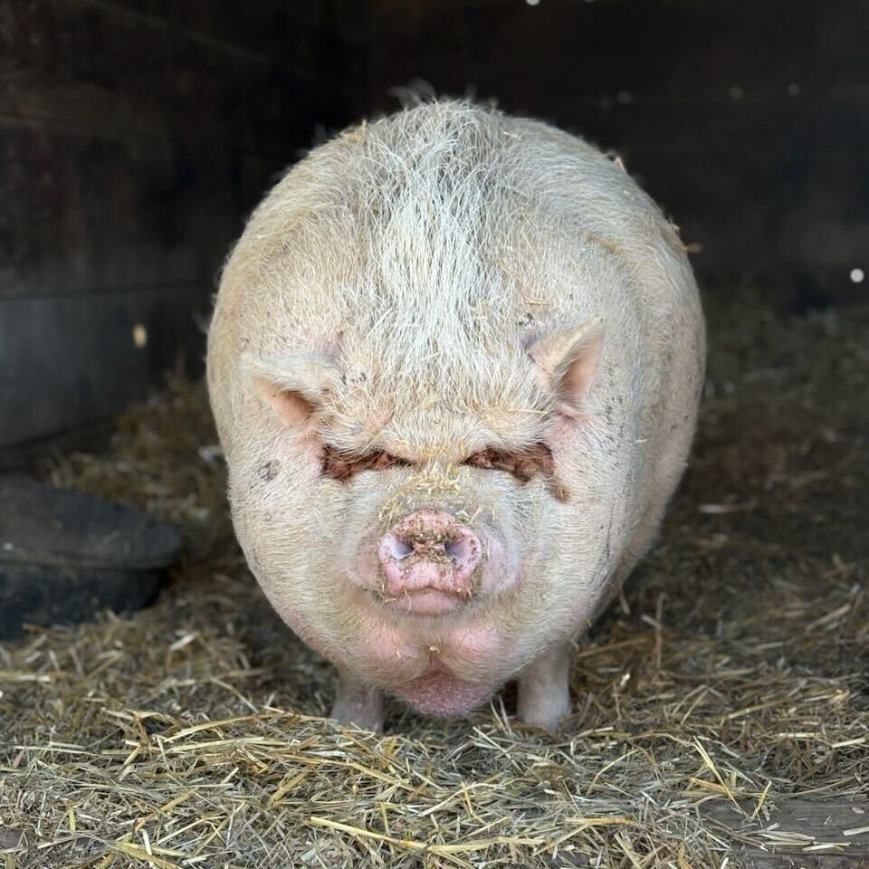 Barbie, Adoptable, Adult Female Pig.