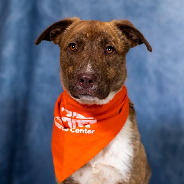 Enlarge BILLY, a Adoptable mixed breed in Albuquerque, NM image 1/1