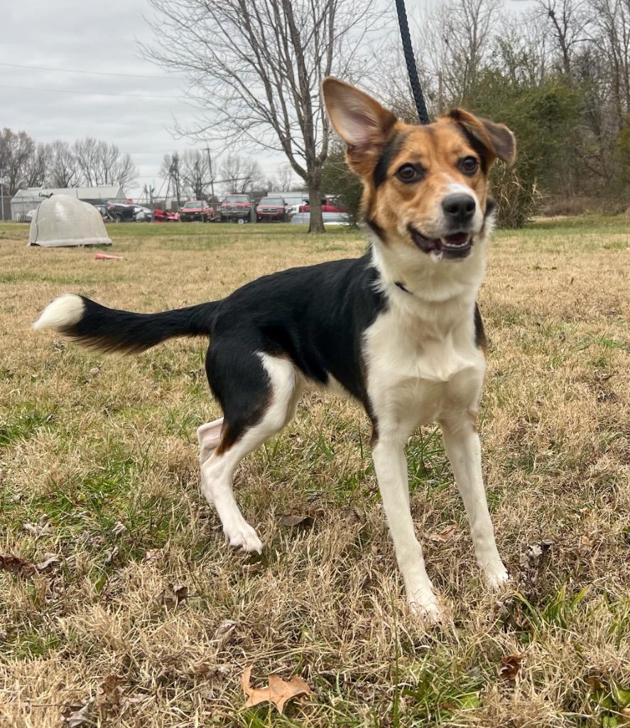 Ginger, Adoptable, Young Female Australian Shepherd & Mixed Breed.
