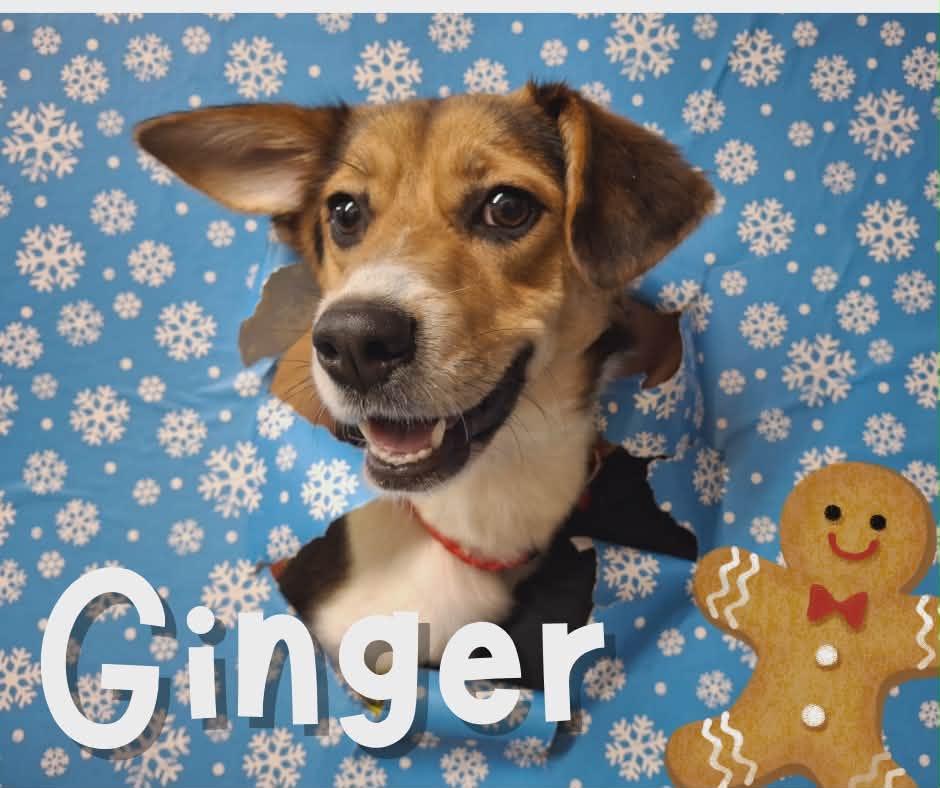 Enlarge Ginger, a Adoptable mixed breed in Murray, KY image 2/5