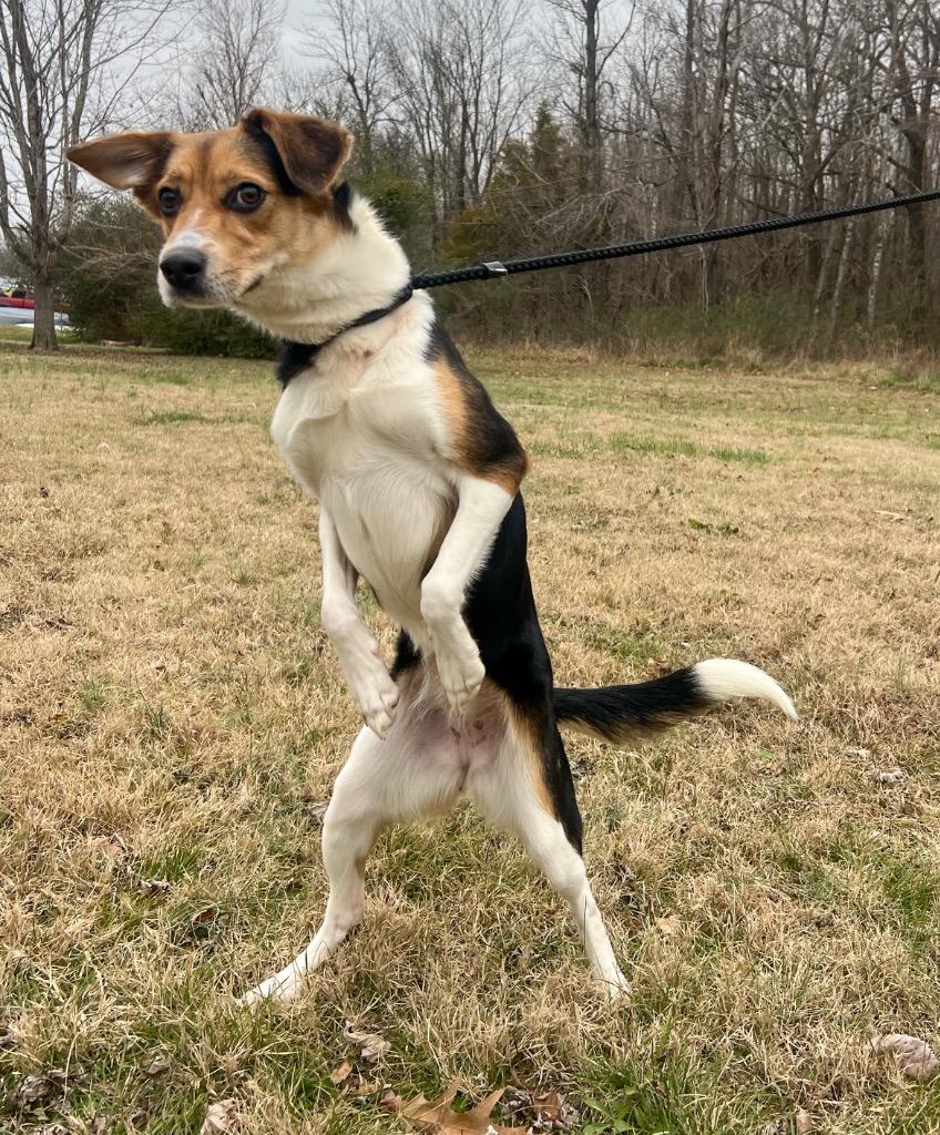 Enlarge Ginger, a Adoptable mixed breed in Murray, KY image 3/5
