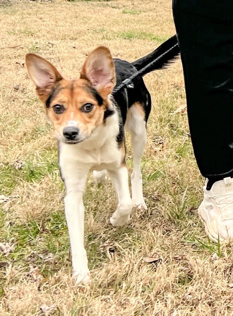 Enlarge Ginger, a Adoptable mixed breed in Murray, KY image 4/5