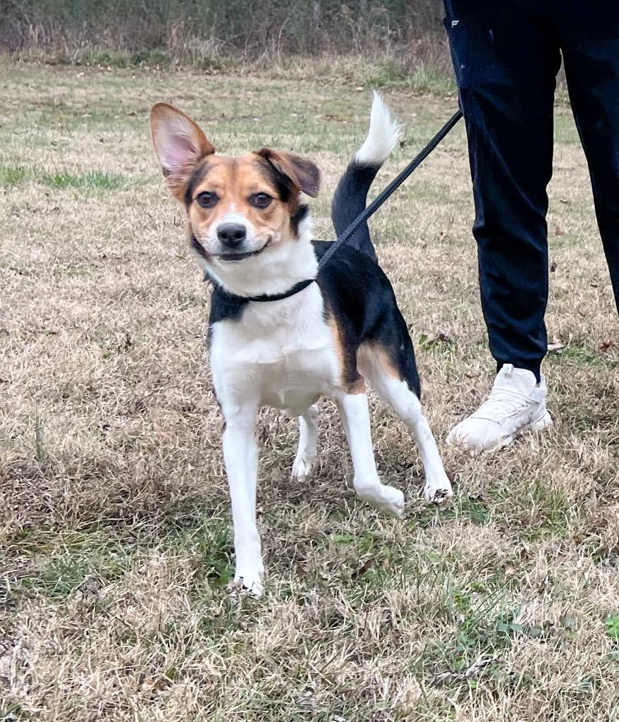 Enlarge Ginger, a Adoptable mixed breed in Murray, KY image 5/5
