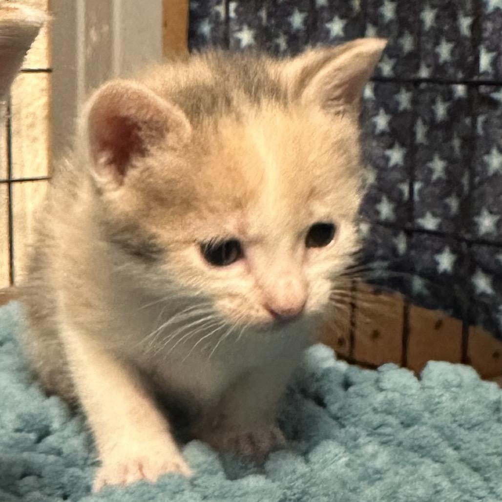 Death Star, Adoptable, Kitten Female Domestic Short Hair.