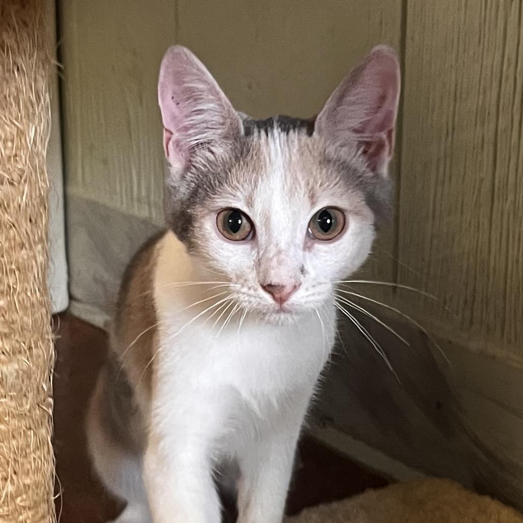 Enlarge Death Star, a Adoptable Domestic Short Hair in Clarksville, AR image 2/6