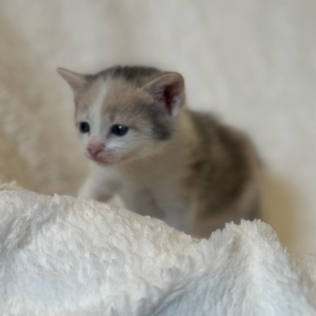 Enlarge Death Star, a Adoptable Domestic Short Hair in Clarksville, AR image 2/2