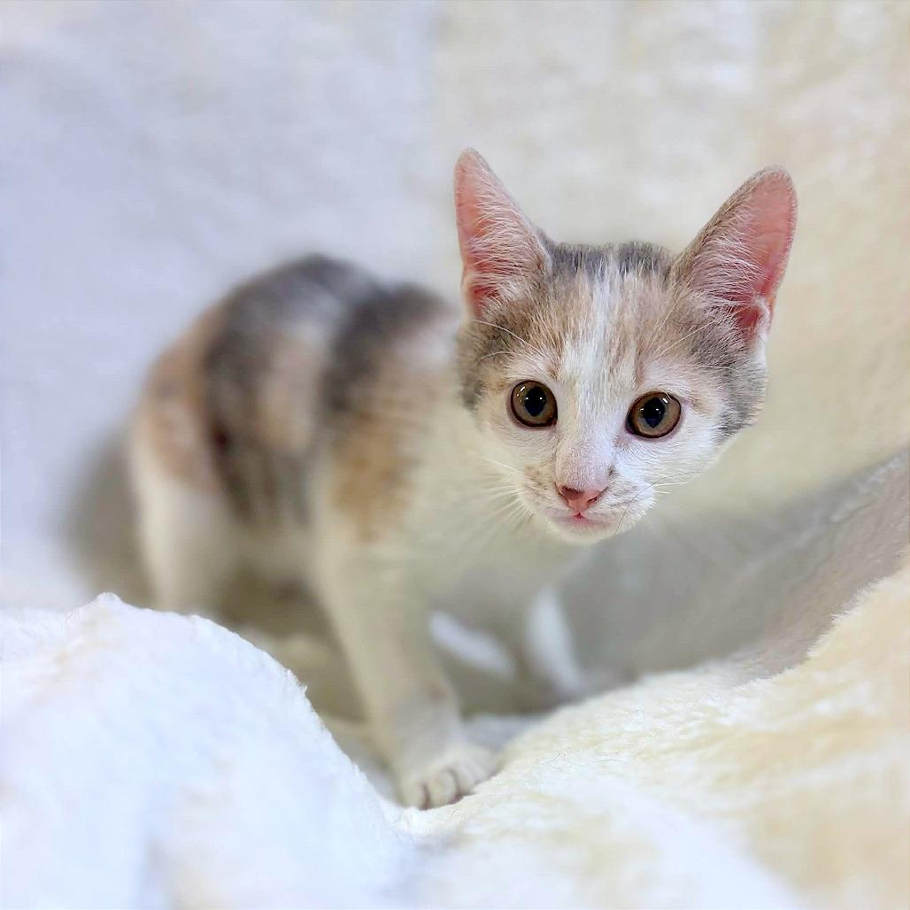 Enlarge Death Star, a Adoptable Domestic Short Hair in Clarksville, AR image 4/6