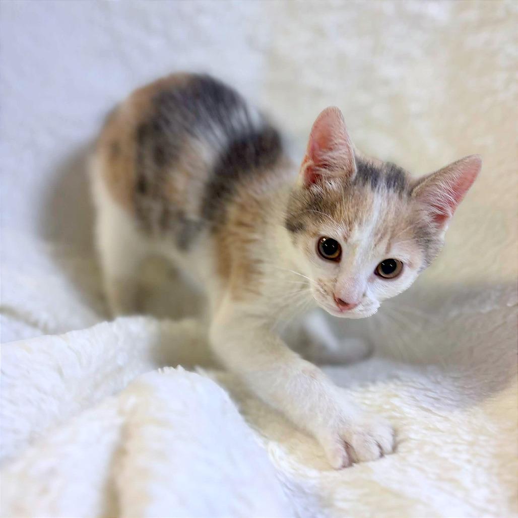 Enlarge Death Star, a Adoptable Domestic Short Hair in Clarksville, AR image 5/6