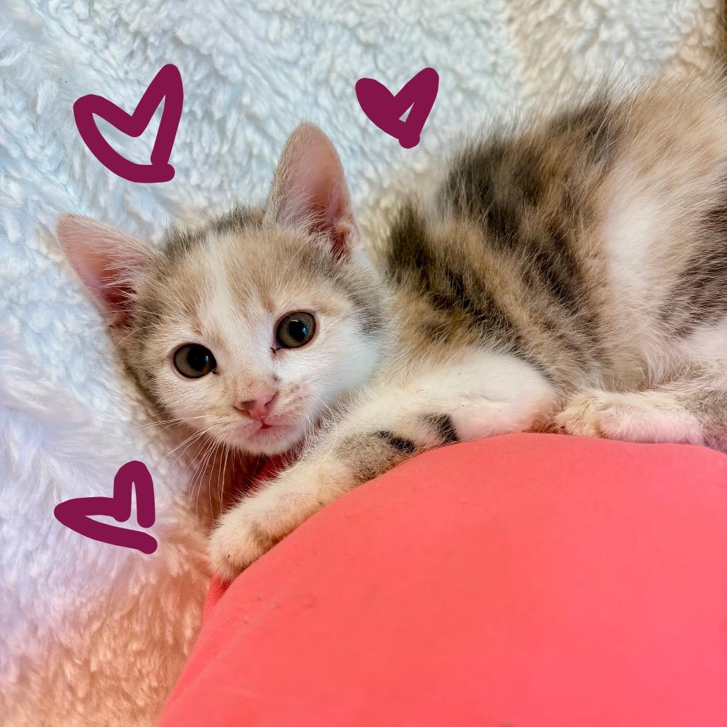 Enlarge Death Star, a Adoptable Domestic Short Hair in Clarksville, AR image 3/3