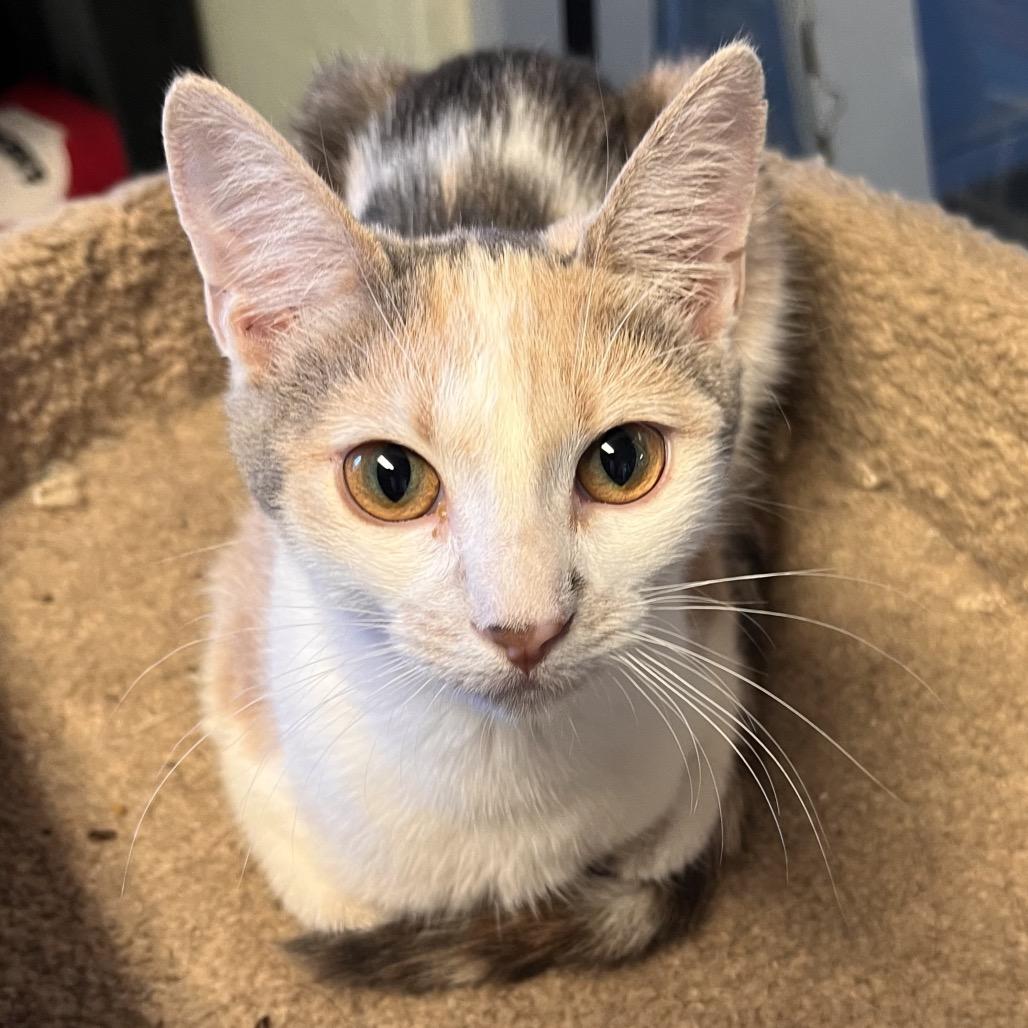 Enlarge Death Star, a Adoptable Domestic Short Hair in Clarksville, AR image 6/6