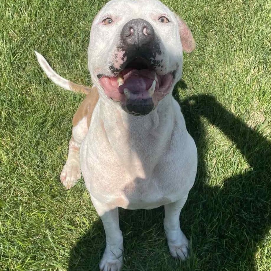 Enlarge Cupid, a Adoptable mixed breed in Grand Island, NE image 3/4