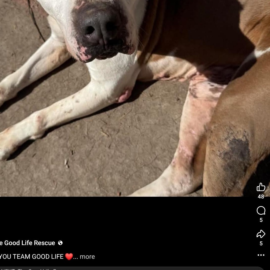 Enlarge Cupid, a Adoptable mixed breed in Grand Island, NE image 4/4