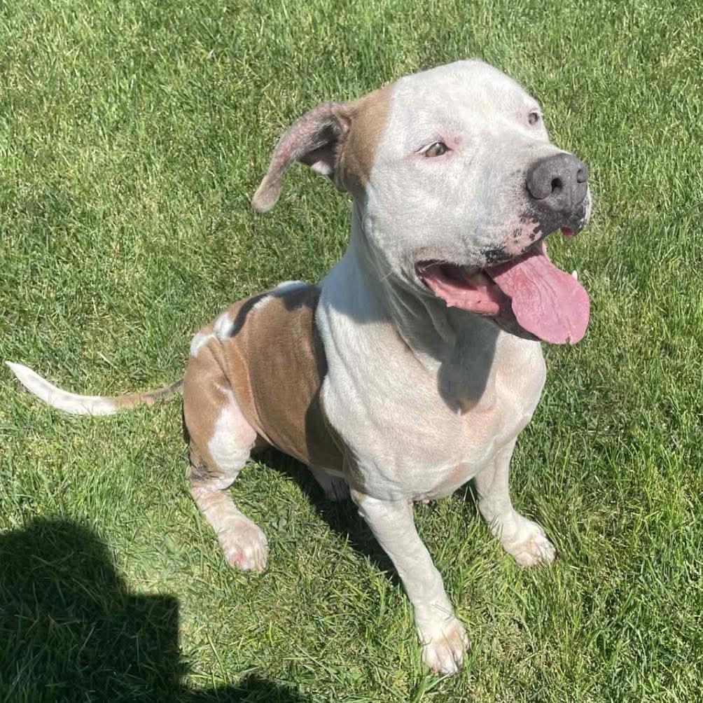 Enlarge Cupid, a Adoptable mixed breed in Grand Island, NE image 2/4