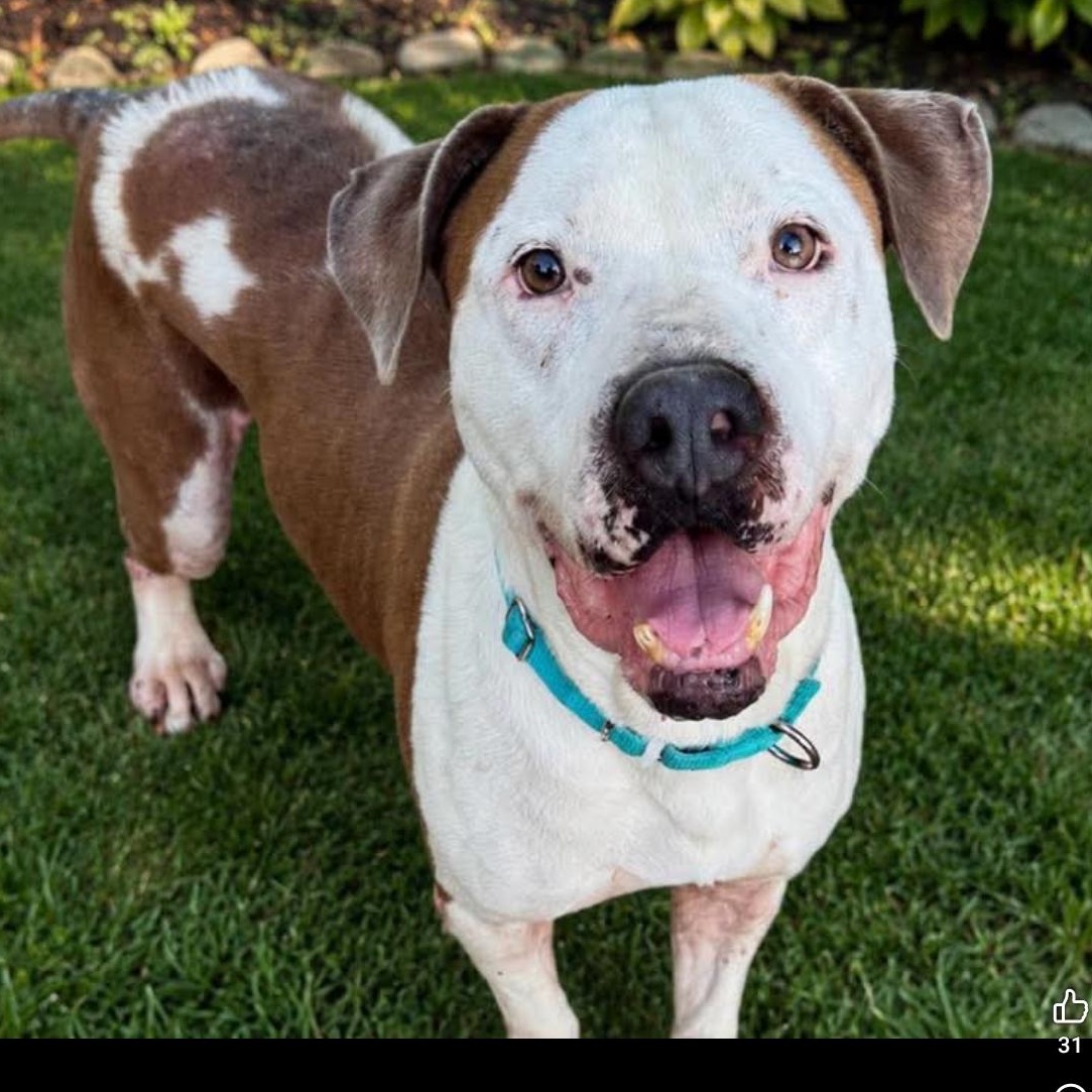 Cupid, Adoptable, Senior Male American Staffordshire Terrier.