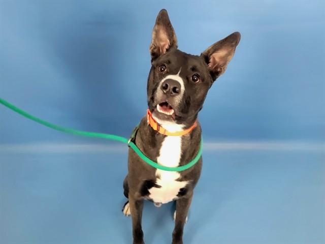 TWITCH, Adoptable, Young Male Pit Bull Terrier.