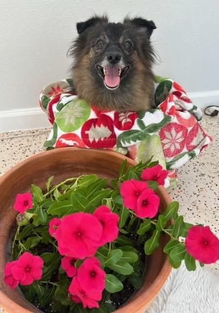 Juliette, an adoptable Pomeranian, Spitz in St Catharines, ON, L2P 2P7 | Photo Image 2