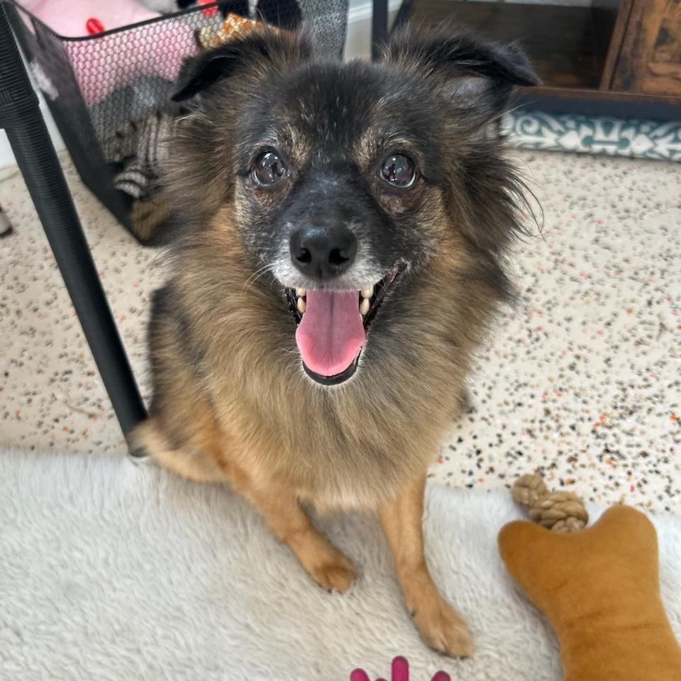 Juliette, an adoptable Pomeranian, Spitz in St Catharines, ON, L2P 2P7 | Photo Image 1