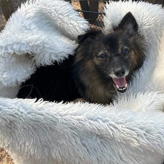 Juliette, an adoptable Pomeranian, Spitz in St Catharines, ON, L2P 2P7 | Photo Image 4