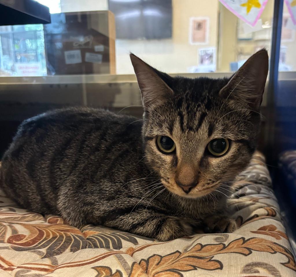 Hetaro, Adoptable, Kitten Male Domestic Short Hair.