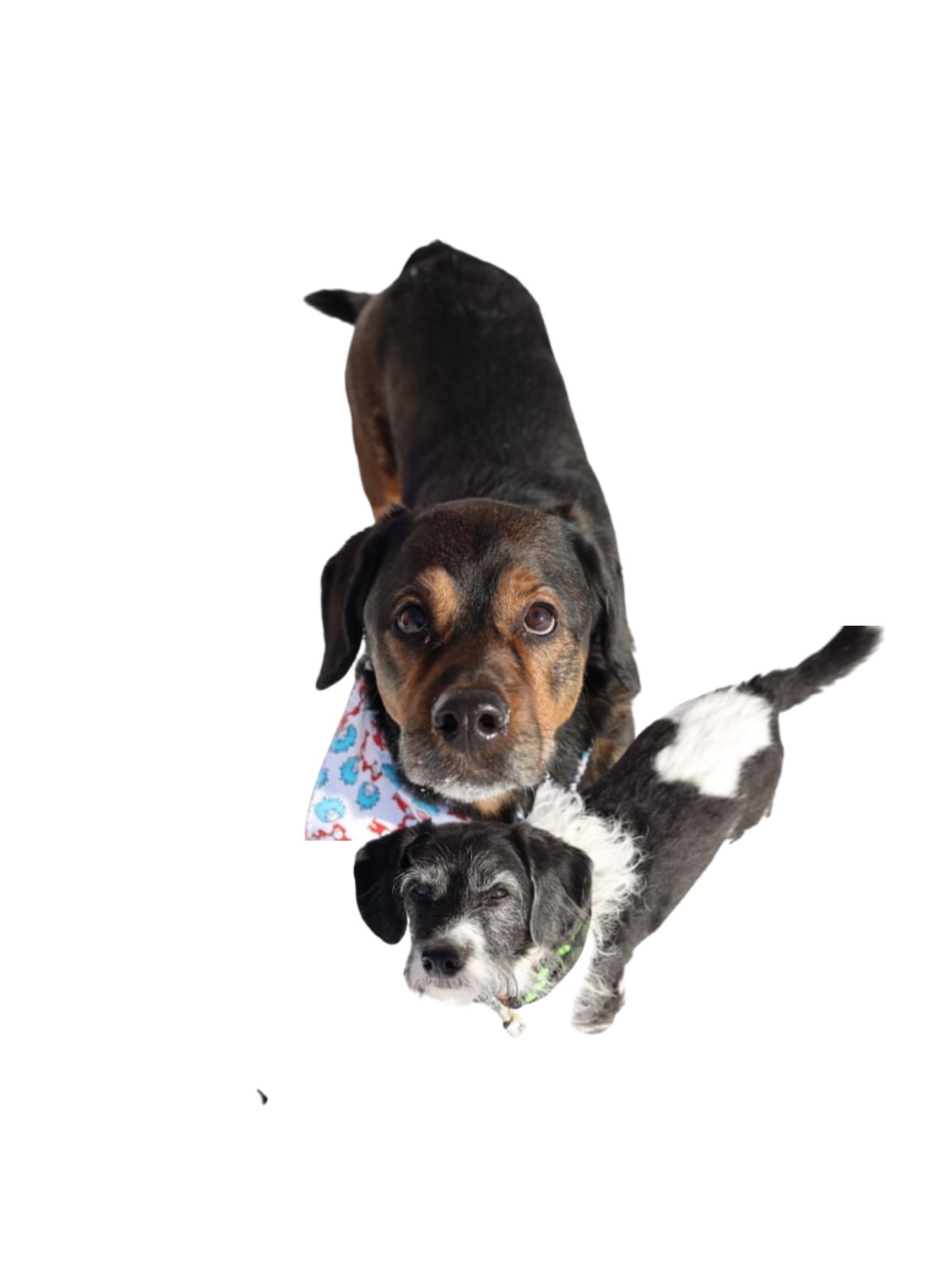 REX & BUTCH - BONDED PAIR, Adopted, Senior Male Shih poo & Beagle.