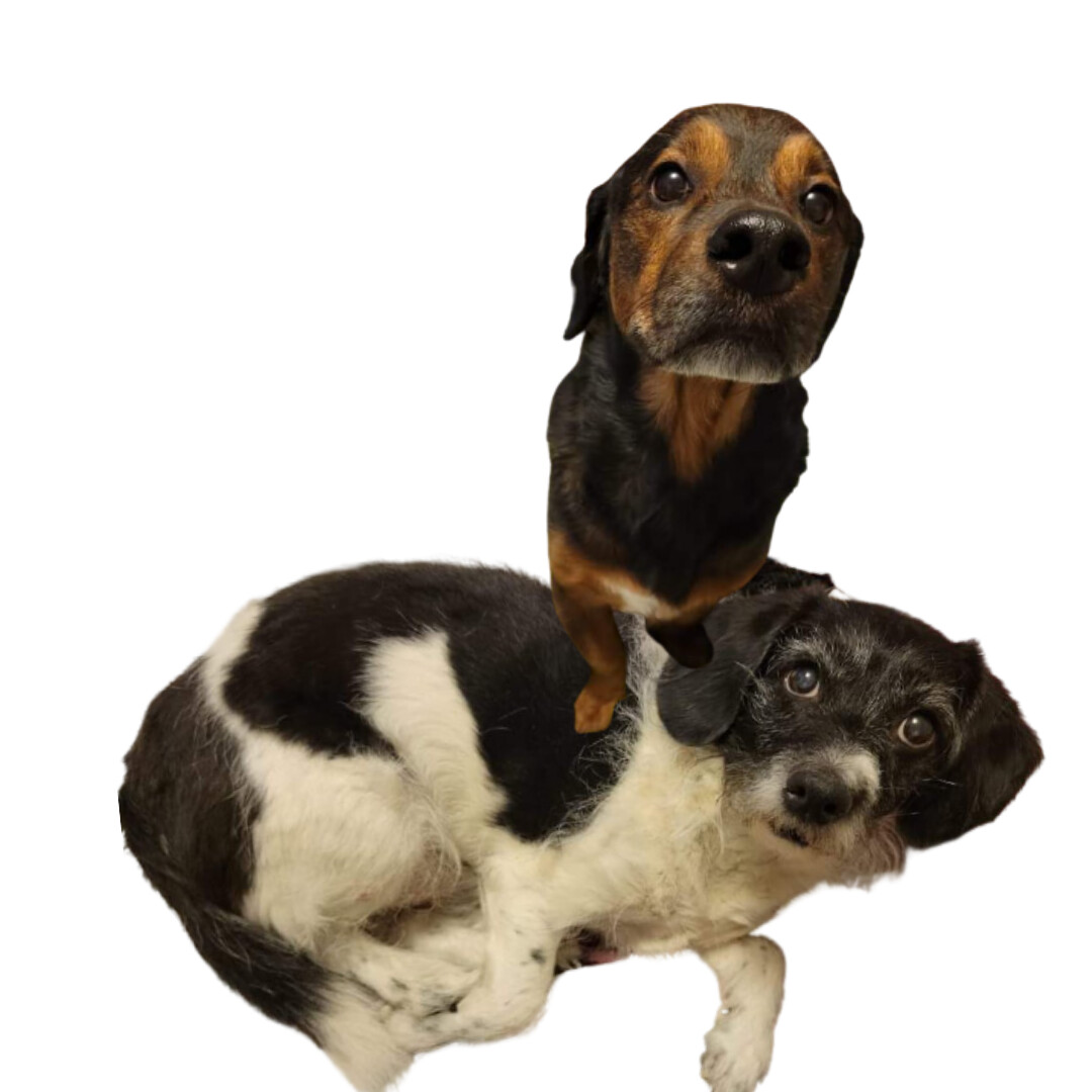 REX & BUTCH - BONDED PAIR, a Adopted mixed breed in Port Hope, ON image 3/6