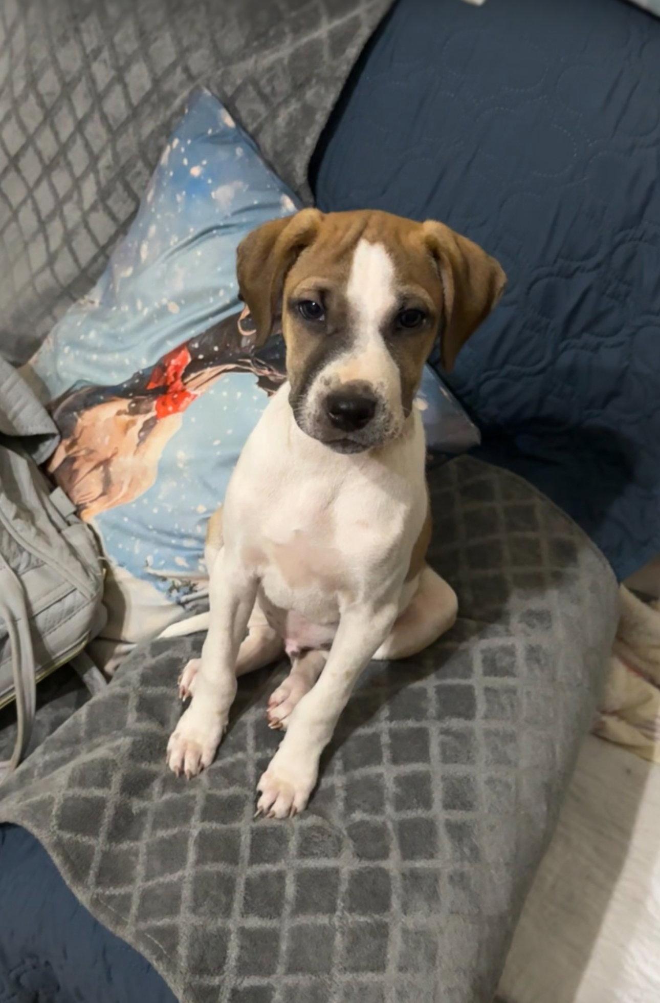 Lucas, Adoptable, Puppy Male Terrier.