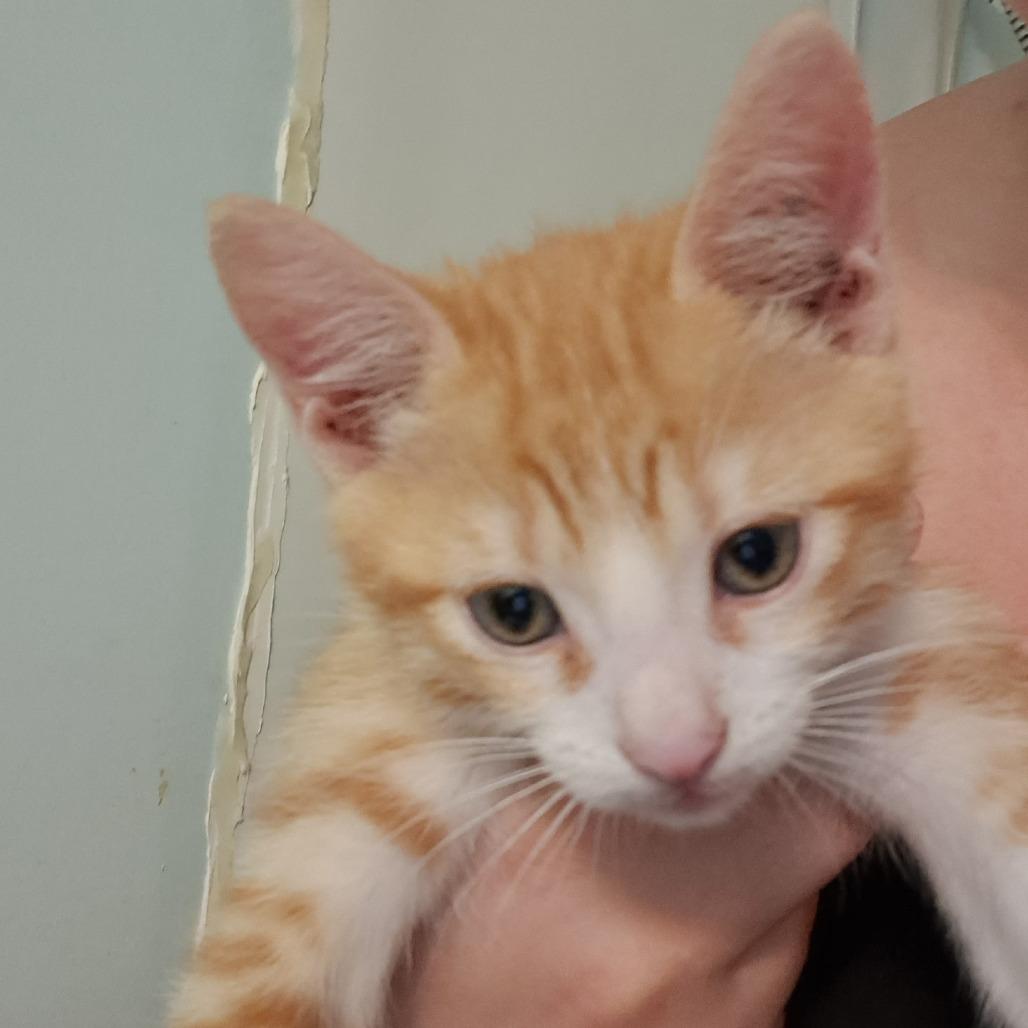 Riorson, Adoptable, Kitten Male Domestic Short Hair.